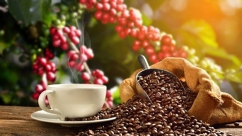 Giá cà phê hôm nay 19/12: Arabica tăng mạnh hơn Robusta