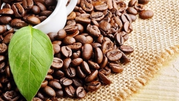 Giá cà phê hôm nay 20/12: Dao động từ 40.100 - 40.900 đồng/kg