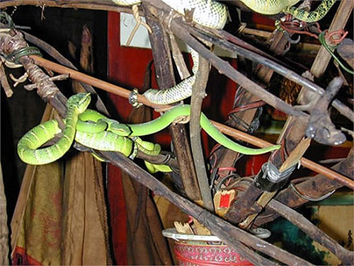 Cận cảnh ngôi đền linh thiêng toàn rắn độc ở Đông Nam Á 7