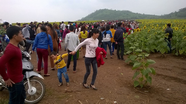 nghe an hang van du khach do ve canh dong hoa dip tet duong lich