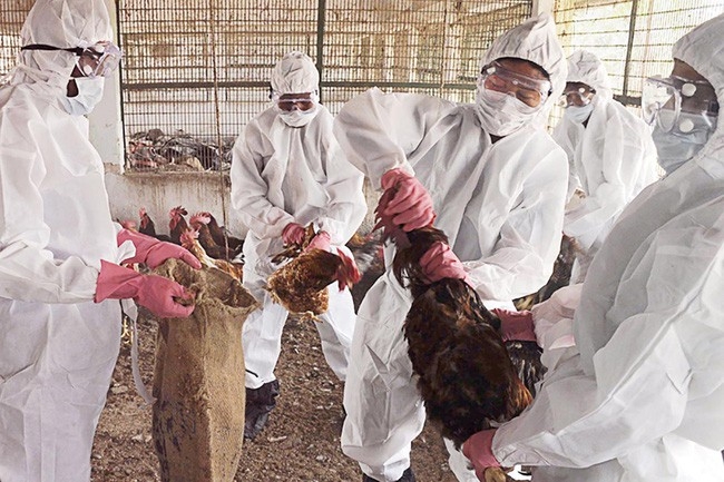 Trung Quốc phát hiện ổ dịch cúm H5N1 tại Hồ Nam