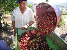 Đi tìm giá trị đích thực cho cà phê Việt