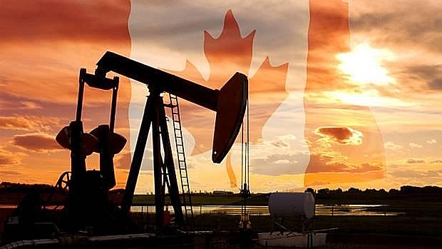 cac nha san xuat dau canada chua voi vang dua san xuat tro lai
