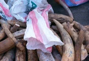 Đà Nẵng: Tiếp tục bắt 2,2 tấn ngà voi châu Phi giấu trong bao tải