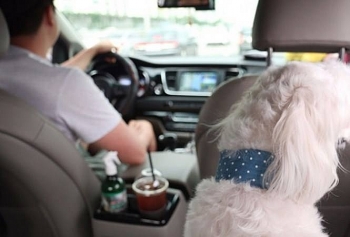 Lạ lùng dịch vụ taxi cho thú cưng ở Hàn Quốc