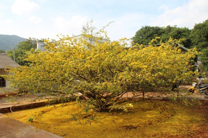 chuyen la hang ngan nguoi un un di xem cay mai tien ty