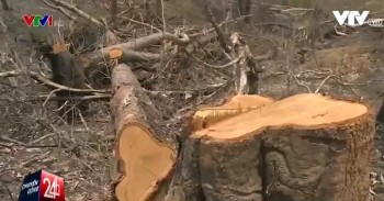 Công an Đắk Lắk phủ nhận việc VTV dàn dựng phóng sự phá rừng
