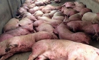 Tiền Giang: Phát hiện nhiều ổ dịch tả lợn châu Phi