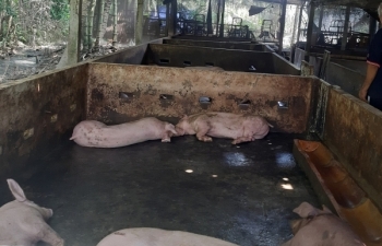 Tiền Giang: Tiếp tục phát hiện các ổ dịch tả lợn châu Phi