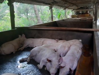 Tiền Giang: Tiêu hủy gần 50 tấn lợn bị dịch tả châu Phi