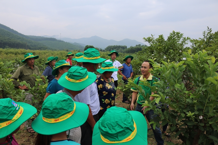 su dung phan bon phu my tren cay oi va cay lua mang lai hieu qua cao