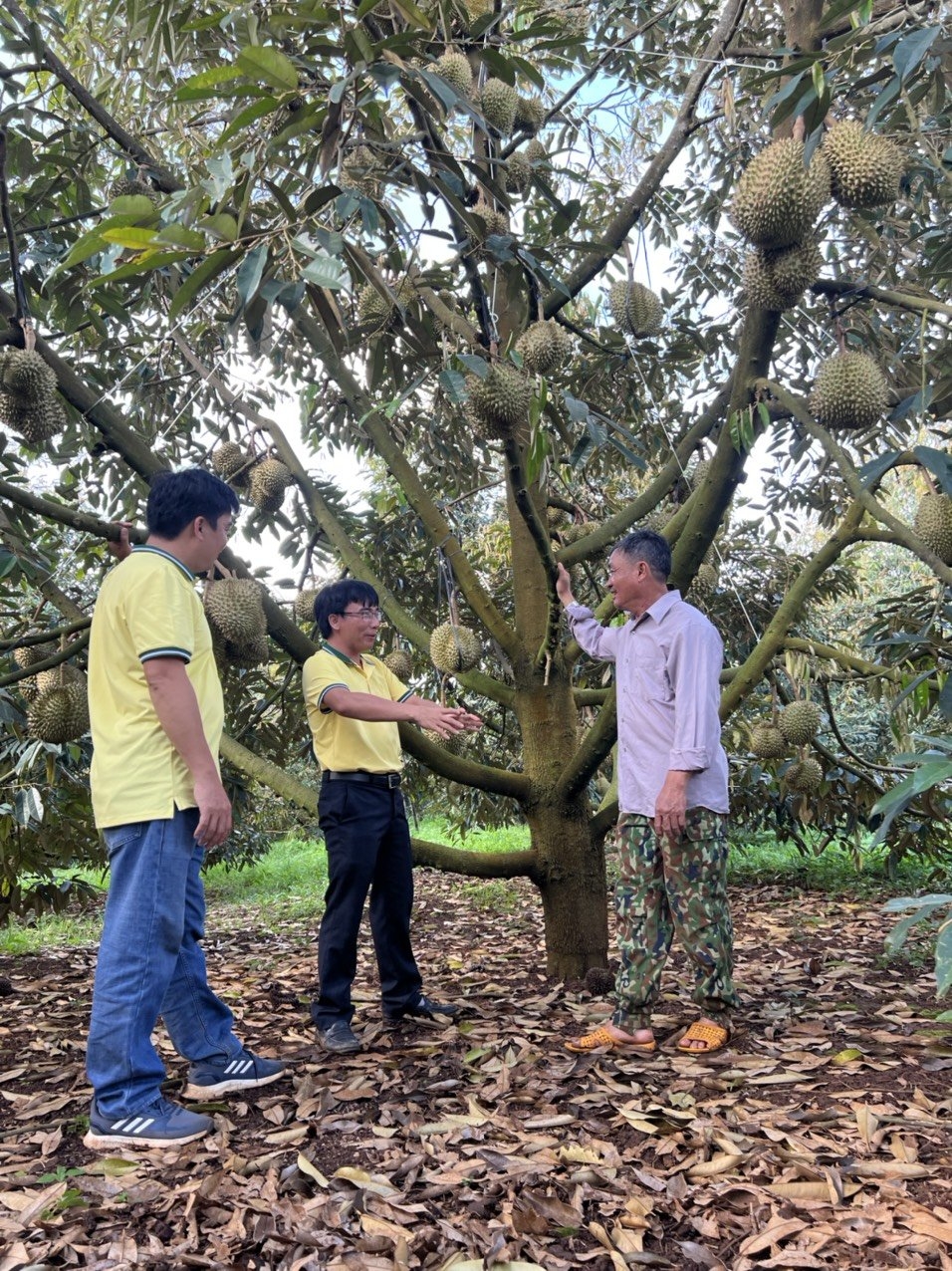 Hiệu quả từ mô hình trồng sầu riêng theo hướng an toàn