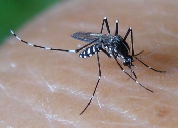 Gần 600 phường, xã Hà Nội đều có muỗi truyền bệnh Zika
