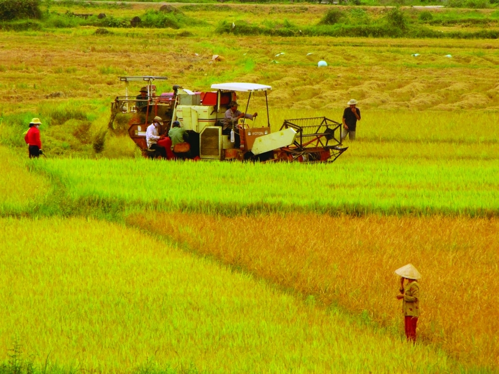 Bình Định được phép thực hiện chuyển mục đích sử dụng đất trồng lúa