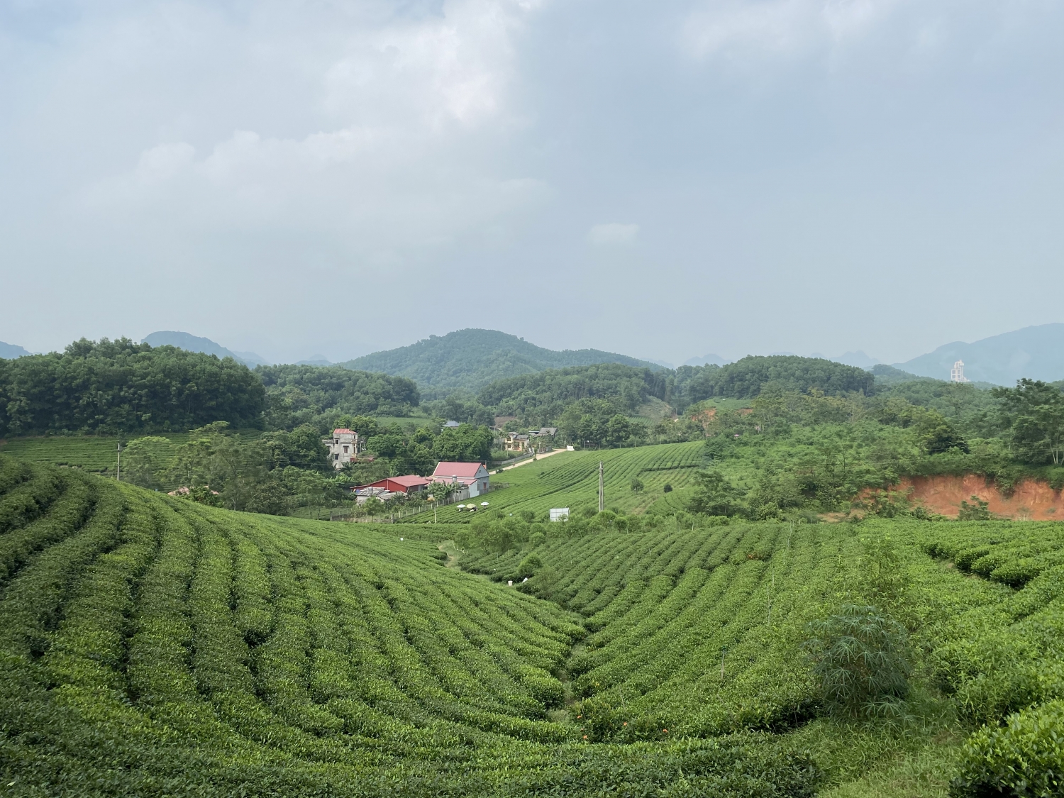 Khám phá những đồi chè đẹp và ấn tượng Việt Nam