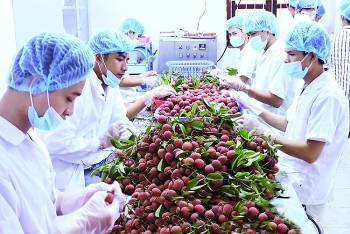Năm 2020 hứa hẹn xuất khẩu trái cây không phụ thuộc quá lớn vào Trung Quốc