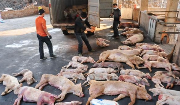 Thực hiện 5 “Không” để ngăn lây lan dịch tả lợn châu Phi