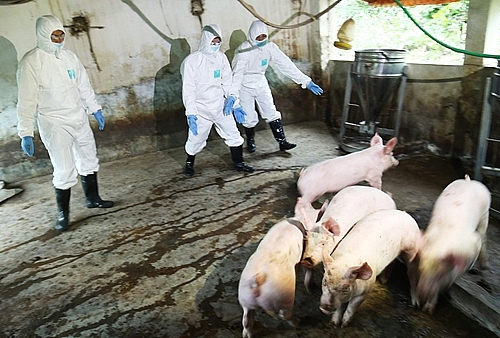 Ngân hàng Nhà nước hỗ trợ khách hàng vay bị thiệt hại do dịch tả lợn châu Phi