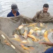 an toan thuc pham cho tet nguyen dan ky hoi va mua le hoi xuan 2019