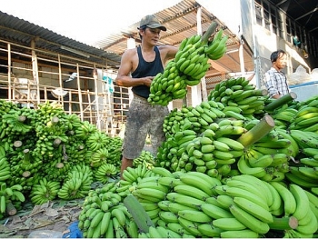 Muốn “đứng vững” ở thị trường Trung Quốc, doanh nghiệp nông sản phải thay đổi cách làm