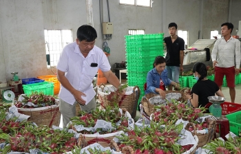 Nông sản Việt Nam lại rớt giá vì Trung Quốc ngừng thu mua