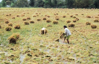 Hàng chục nghìn ha lúa chìm trong nước ở miền Tây