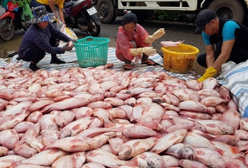 600 tấn cá bè trên sông Đồng Nai bị lũ cuốn trôi