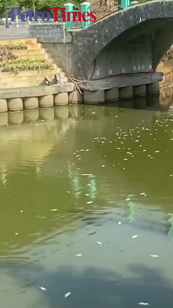 Cá chết nổi trắng mặt hồ