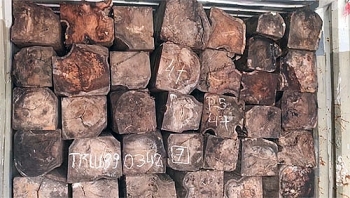 50 container gỗ quý bị bắt ở Sài Gòn